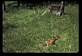 10066-00024-Whitetail Fawns.jpg