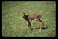 10066-00025-Whitetail Fawns.jpg