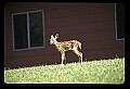 10066-00027-Whitetail Fawns.jpg