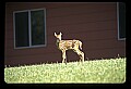 10066-00028-Whitetail Fawns.jpg