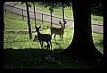 10066-00029-Whitetail Fawns.jpg