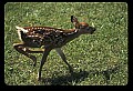 10066-00030-Whitetail Fawns.jpg