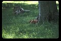 10066-00031-Whitetail Fawns.jpg