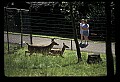 10066-00033-Whitetail Fawns.jpg