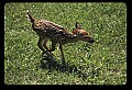 10066-00034-Whitetail Fawns.jpg