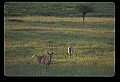 10066-00036-Whitetail Fawns.jpg