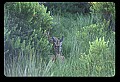 10066-00037-Whitetail Fawns.jpg