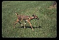 10066-00038-Whitetail Fawns.jpg