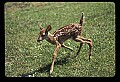 10066-00041-Whitetail Fawns.jpg