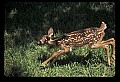 10066-00042-Whitetail Fawns.jpg