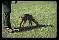 10066-00044-Whitetail Fawns.jpg