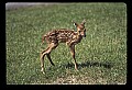 10066-00047-Whitetail Fawns.jpg