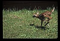 10066-00048-Whitetail Fawns.jpg