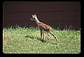 10066-00049-Whitetail Fawns.jpg