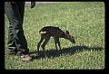 10066-00050-Whitetail Fawns.jpg