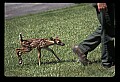 10066-00051-Whitetail Fawns.jpg