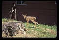 10066-00052-Whitetail Fawns.jpg