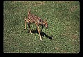 10066-00053-Whitetail Fawns.jpg