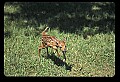 10066-00054-Whitetail Fawns.jpg