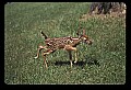 10066-00055-Whitetail Fawns.jpg