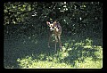 10066-00056-Whitetail Fawns.jpg