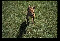 10066-00057-Whitetail Fawns.jpg