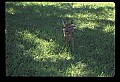 10066-00058-Whitetail Fawns.jpg