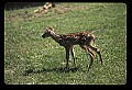 10066-00059-Whitetail Fawns.jpg