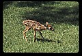 10066-00060-Whitetail Fawns.jpg