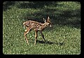 10066-00061-Whitetail Fawns.jpg