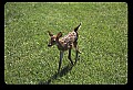 10066-00062-Whitetail Fawns.jpg