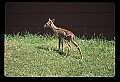 10066-00063-Whitetail Fawns.jpg