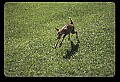 10066-00064-Whitetail Fawns.jpg