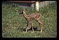 10066-00065-Whitetail Fawns.jpg