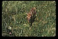 10066-00066-Whitetail Fawns.jpg