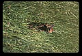 10066-00067-Whitetail Fawns.jpg