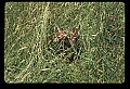 10066-00068-Whitetail Fawns.jpg