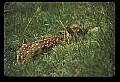 10066-00071-Whitetail Fawns.jpg