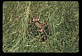 10066-00072-Whitetail Fawns.jpg