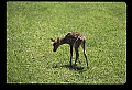 10066-00073-Whitetail Fawns.jpg