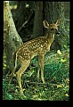 10066-00075-Whitetail Fawns.jpg