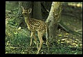 10066-00076-Whitetail Fawns.jpg