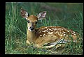 10066-00077-Whitetail Fawns.jpg