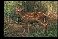 10066-00078-Whitetail Fawns.jpg