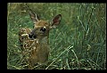 10066-00079-Whitetail Fawns.jpg