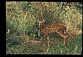 10066-00080-Whitetail Fawns.jpg