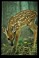 10066-00081-Whitetail Fawns.jpg