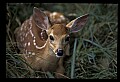 10066-00082-Whitetail Fawns.jpg