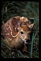 10066-00083-Whitetail Fawns.jpg