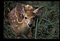 10066-00084-Whitetail Fawns.jpg